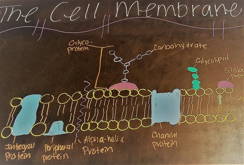 bio language bio language
